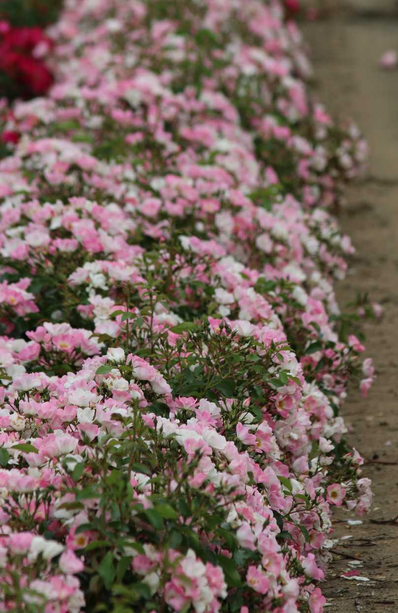 Robuste Rosen für nachhaltige öffentliche Räume. | Foto: Meer Plant Robuste Rosen für nachhaltige öffentliche Räume. | Foto: Meer Plant