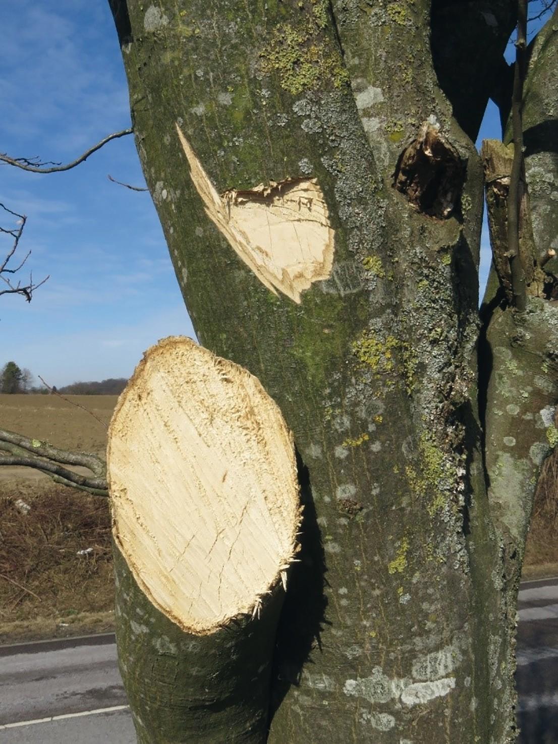 Denen, die diese Schnitte bei einem Straßenbaum durchgeführt haben, kann nur völlige Ahnungslosigkeit bescheinigt werden. Der Baum wurde dadurch zerstört, die Schnitte entsprechen nicht dem Stand der Technik. | Foto: Peter Klug Denen, die diese Schnitte bei einem Straßenbaum durchgeführt haben, kann nur völlige Ahnungslosigkeit bescheinigt werden. Der Baum wurde dadurch zerstört, die Schnitte entsprechen nicht dem Stand der Technik. | Foto: Peter Klug