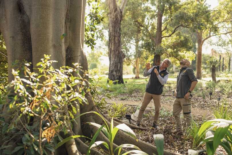 Andrew Laidlaw und der leitende Baumpfleger Charlie Carroll begutachten die teils alten Bäume im Bereich der Australien Drylands und besprechen, welche Pflegemaßnahmen notwendig sind. Müssen zum gesunden Erhalt größere Rückschnitte im Kronenbereich durchgeführt werden, nutzen die Gartenlandschaftspfleger akkubetriebene Geräte von Stihl. Sie machen keinen Lärm und stoßen keine Abgase aus – was sowohl für Flora und Fauna als auch für die Besucherinnen und Besucher ein großer Vorteil ist. | Foto: Stihl