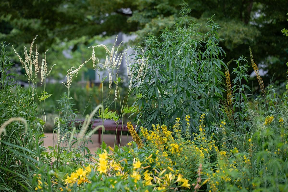 Der Vorplatz ist zu einem grünen Refugium geworden. Aus Kiesbeeten mit wenig Bewuchs wurde eine transpirierende, kühlende und speichernde Grünoase an der Bank. | Foto: Petra Rainer