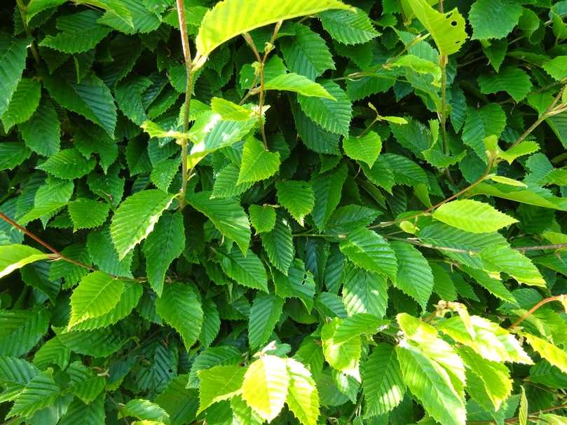 Eine bewährte Heckenpflanzen, die schnittverträglich und heimisch ist: die Hainbuche. | Foto: Anke Müller/LWK Niedersachsen