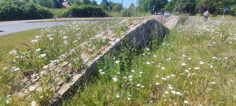Ausgezeichnet: Kreisverkehr extensiviert in Münster | Foto: Kommbio