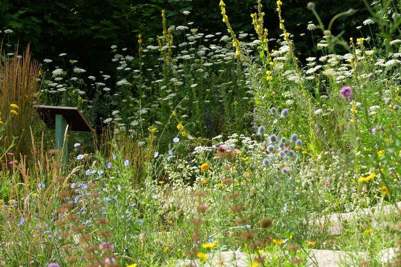Naturnahes Grün fördert die biologische Vielfalt. | Foto: Stiftung Mensch und Umwelt/Peter Müller Naturnahes Grün fördert die biologische Vielfalt. | Foto: Stiftung Mensch und Umwelt/Peter Müller