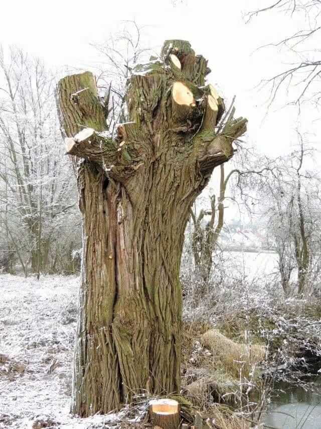 Die alte Kopfweide ist eigentlich eine falsche Schnittmaßnahme, da alles  junge Holz entfernt wurde. Dies führt zur verstärkten Fäule im Kopf und  vermehrten Höhlen. Als Naturschutzschnitt besser geeignet als zum  Erhalt des Baumes. | Foto: B_I