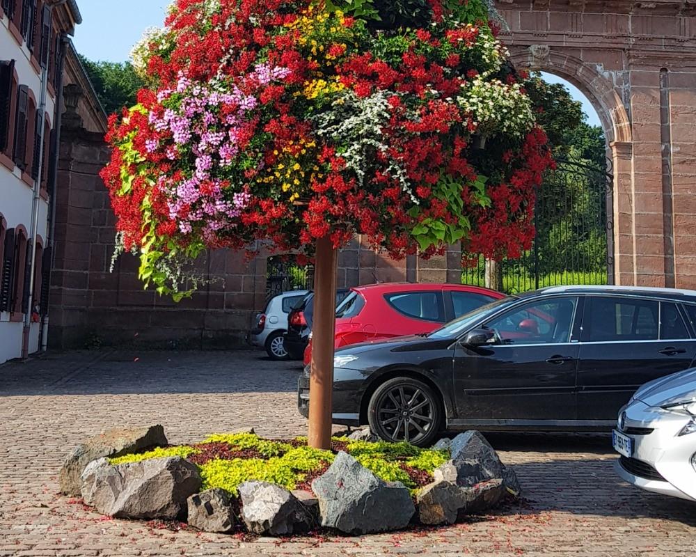 Saisonale Blütenbäume setzen gezielte Farbakzente und werten öffentliche Flächen sichtbar auf. | Foto: PATZER ERDEN