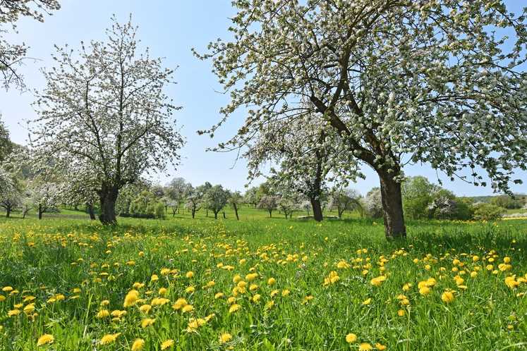 Mehr Qualität in der Pflege großkroniger Obstbäume