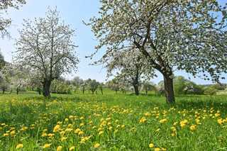 Mehr Qualität in der Pflege großkroniger Obstbäume