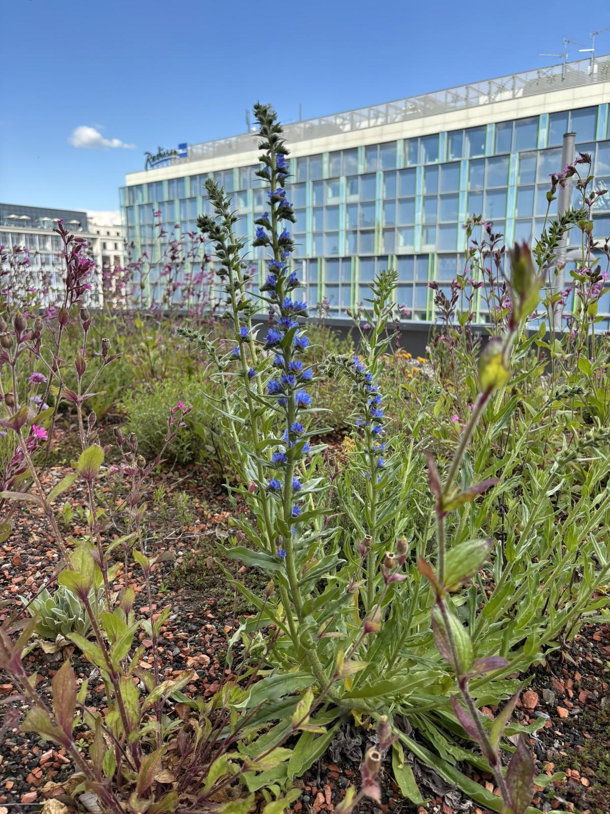 Der Gewöhnliche Natternkopf (Echium vulgare) ist einer von 35 verschiedenen Arten der Zinco-Samenmischung „Bienenweide“ und bringt blaue Farbtupfer in den Artenreichtum. | Foto: Heidel Garten- und Landschaftsbau