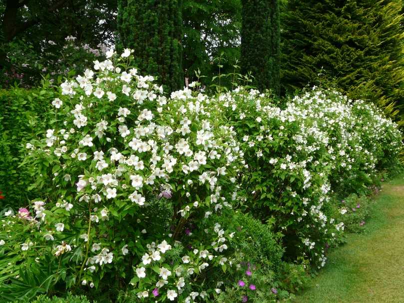 Sehr angesagt auch als Hecke, der Gartenjasmin Philadelphus hyb. 'Belle Etoile'. | Foto: Staudengärtnerei Gaißmayer Sehr angesagt auch als Hecke, der Gartenjasmin Philadelphus hyb. 'Belle Etoile'. | Foto: Staudengärtnerei Gaißmayer