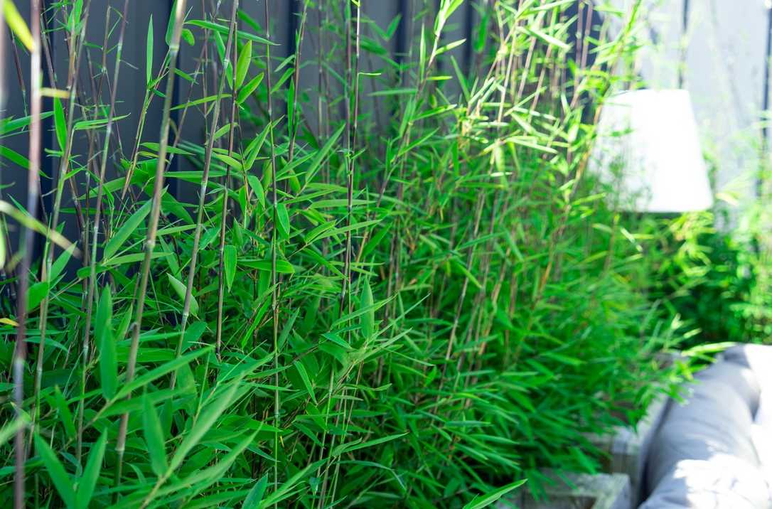 Immergrüner Klimaheld Immergrüner Klimaheld