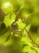 Was die Zitterpappel so wertvoll macht – auch für den Bundestag