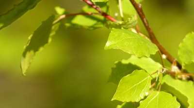 Was die Zitterpappel so wertvoll macht