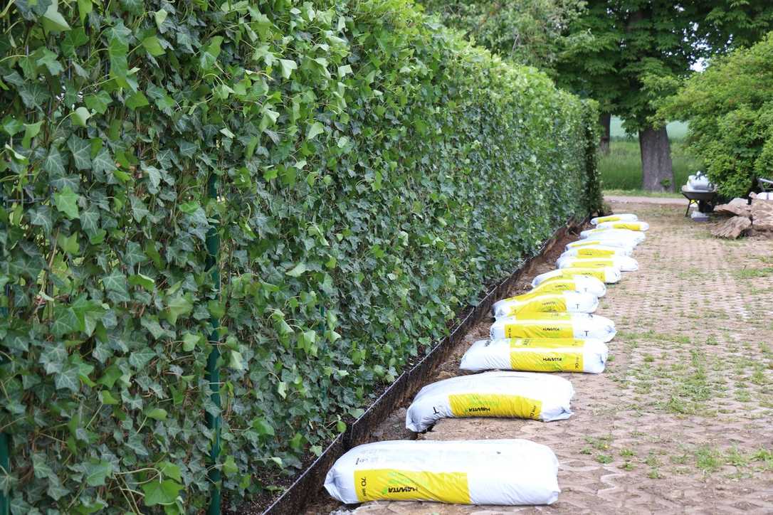 Hecke am laufenden Meter als Sichtschutz Hecke am laufenden Meter als Sichtschutz