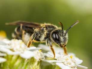 Grüne Oasen im Kleinformat laden zum Verschnaufen ein