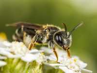 Grüne Oasen im Kleinformat laden zum Verschnaufen ein