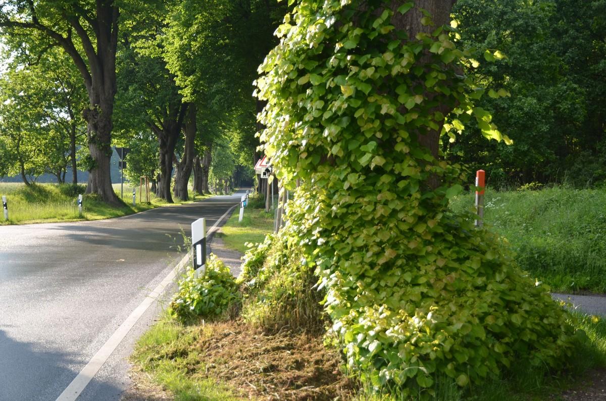 Allee bei Gut Emkendorf | Foto: BH