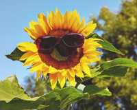 SVLFG fördert Kauf von Sonnen- und Hitzeschutzprodukten