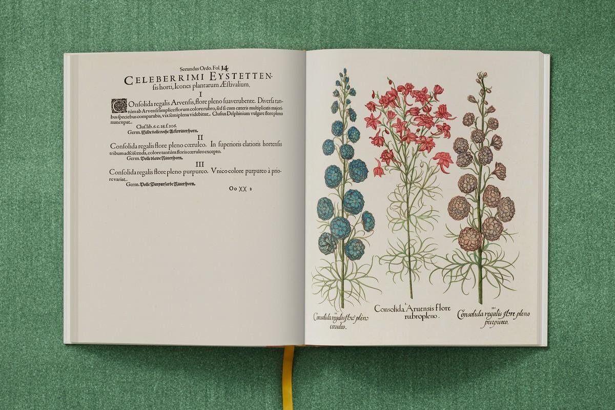 Gefüllter, rosa blühender Feldrittersporn, Gefüllter, tiefblauer Gartenrittersporn, Gefüllter, purpurfarbener Gartenrittersporn | Foto: TASCHEN / Bibliothek des Bischöflichen Seminars Eichstätt/Universitätsbibliothek Gefüllter, rosa blühender Feldrittersporn, Gefüllter, tiefblauer Gartenrittersporn, Gefüllter, purpurfarbener Gartenrittersporn | Foto: TASCHEN / Bibliothek des Bischöflichen Seminars Eichstätt/Universitätsbibliothek