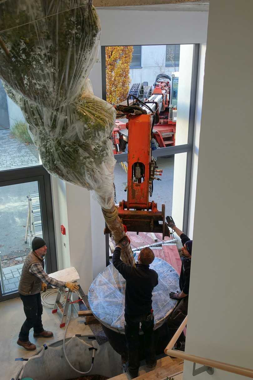 Erst nach Fertigstellung von Gebäude und Haustechnik kommt der Baum an den vorbereiteten Standort im Treppenhaus. Das neun Meter hohe Exemplar wird mit seinem Topfcontainer durch die zuvor geöffnete Fassade vorsichtig „eingefädelt“ und innerhalb des Deckendurchbruchs langsam aufgerichtet. | Foto: König