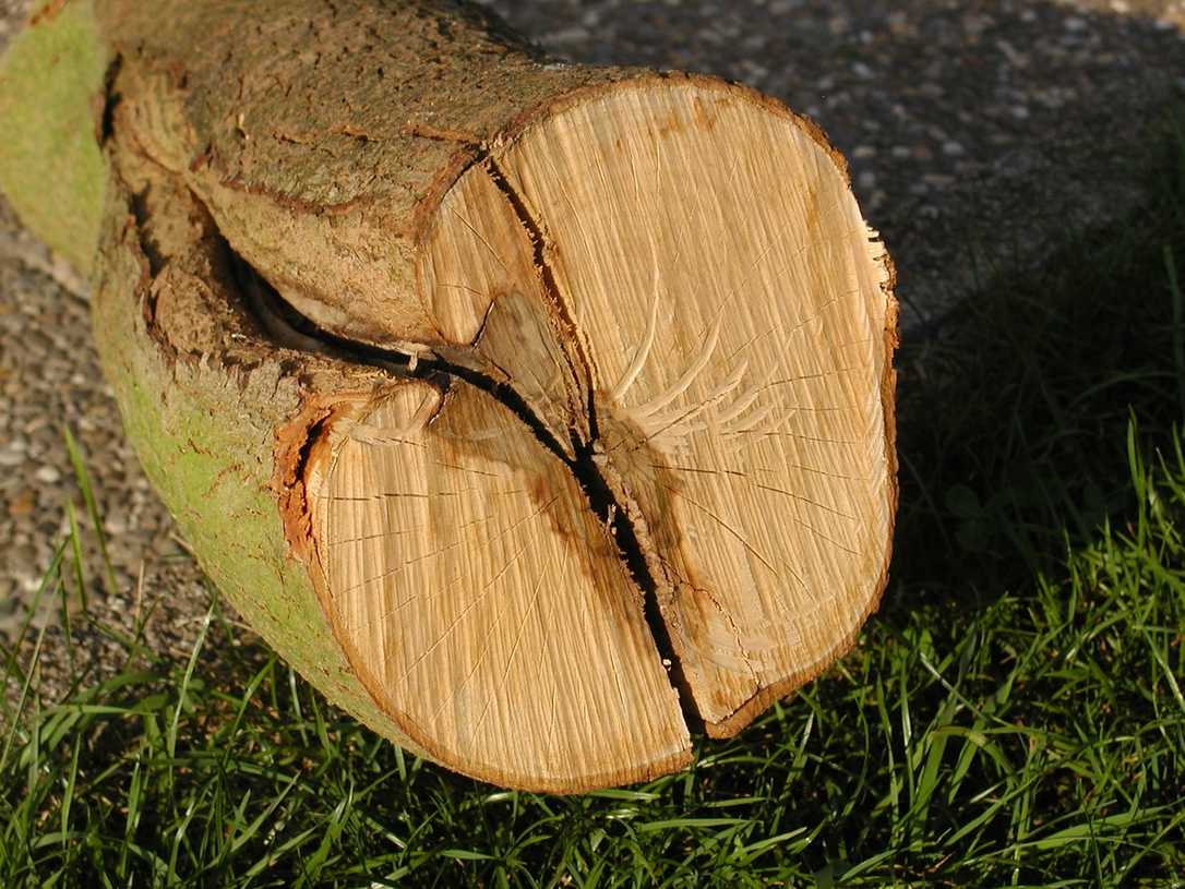 Baumstrategien: Wie Überbrückungszellen Risse stabilisieren