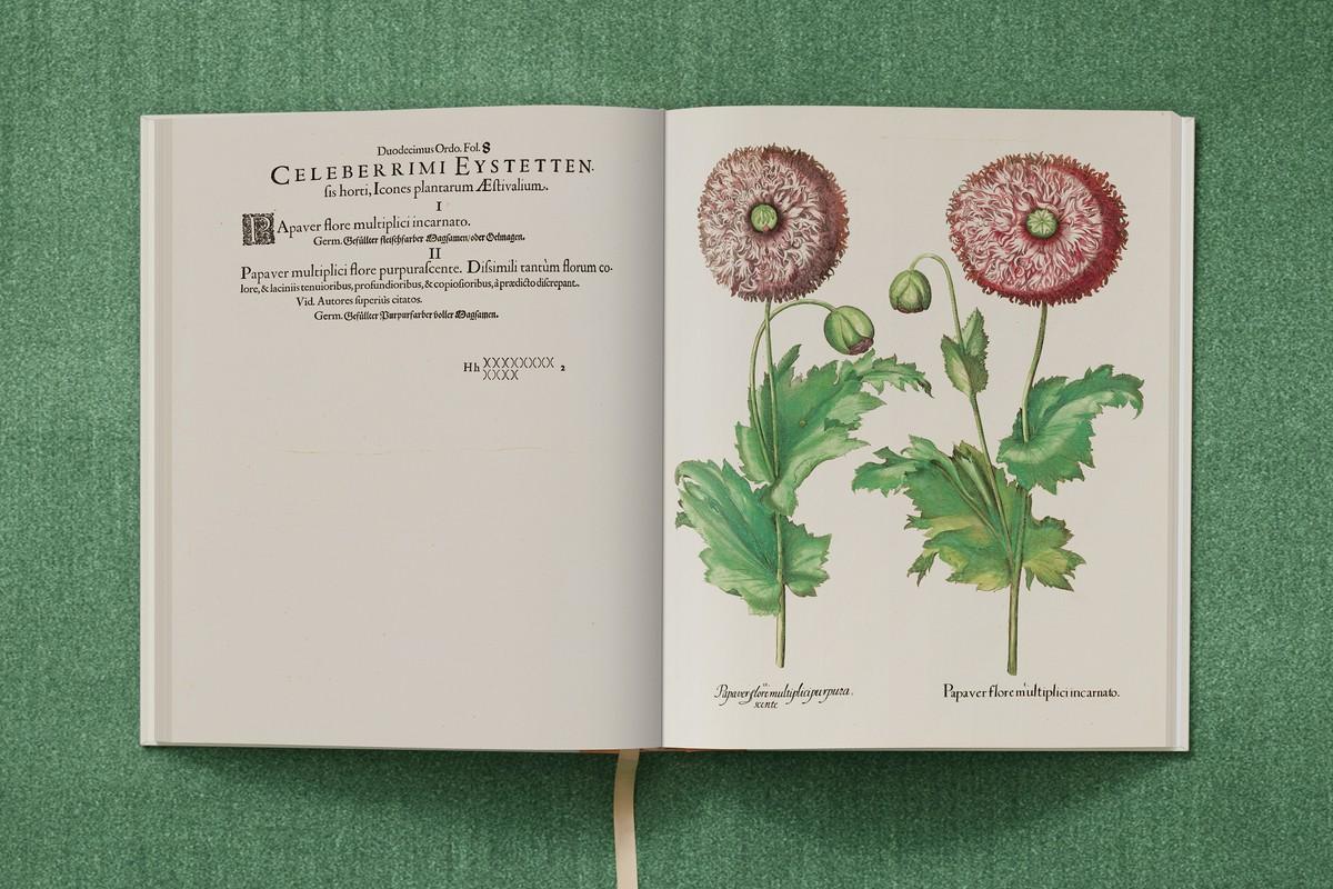 Schlafmohn mit gefüllten Blüten und gezähnten Blütenblättern | Foto: TASCHEN / Bibliothek des Bischöflichen Seminars Eichstätt/Universitätsbibliothek Schlafmohn mit gefüllten Blüten und gezähnten Blütenblättern | Foto: TASCHEN / Bibliothek des Bischöflichen Seminars Eichstätt/Universitätsbibliothek