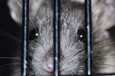 Was tun, wenn die Ratte grüßt?