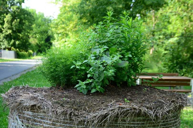 Üppig entwickelte Stauden acht Monate nach der Pflanzung. | Foto: Marion Betz/LWG Üppig entwickelte Stauden acht Monate nach der Pflanzung. | Foto: Marion Betz/LWG
