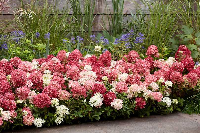 Bodendecker-Rispenhortensie Groundbreaker-Ruby im Beet. | Foto: Groundbreaker