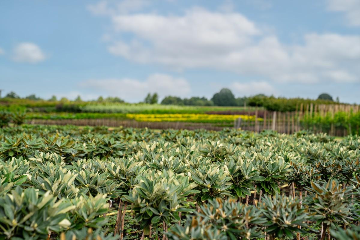 Ein Teil der Koniferen und Rhododendron sind aus bewährter Freilandproduktion erhältlich. | Foto: Blendermann