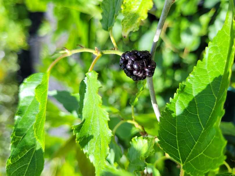 Morus rotundiloba 'Mojo Berry', die Zwerg-Maulbeere, gehört zum Naschobst und kann auch in größeren Pflanzgefäßen kultiviert werden. | Foto: Staudengärtnerei Gaißmayer Morus rotundiloba 'Mojo Berry', die Zwerg-Maulbeere, gehört zum Naschobst und kann auch in größeren Pflanzgefäßen kultiviert werden. | Foto: Staudengärtnerei Gaißmayer
