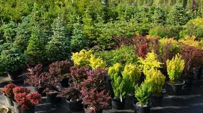 Baumschulen geben Frachtkosten-Druck weiter