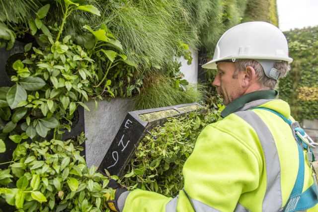 'Helix Biomura': Vorkultivierte, bereits dicht mit Pflanzen bewachsene Kassetten geben einem Gebäude in kürzester Zeit ein völlig neues Aussehen. 'Helix Biomura' ist vergleichbar mit einer vorgehängten Fassade. An Aluminiumhalterungen werden die begrünten Kassetten befestigt. | Foto: Helix 'Helix Biomura': Vorkultivierte, bereits dicht mit Pflanzen bewachsene Kassetten geben einem Gebäude in kürzester Zeit ein völlig neues Aussehen. 'Helix Biomura' ist vergleichbar mit einer vorgehängten Fassade. An Aluminiumhalterungen werden die begrünten Kassetten befestigt. | Foto: Helix