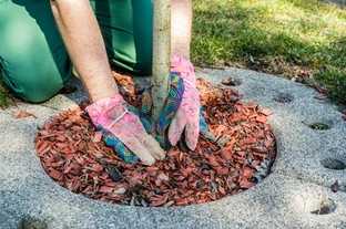 Sicherheit statt Bäume? Fachverband widerspricht Wolfgang Ischinger