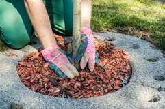 Sicherheit statt Bäume? Fachverband widerspricht Wolfgang Ischinger