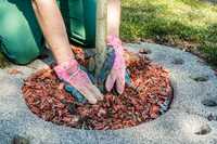 Sicherheit statt Bäume? Fachverband widerspricht Wolfgang Ischinger