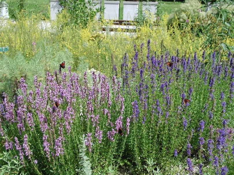 Die Würzpflanze Ysop ist winterhart, insektenfreundlich, anspruchslos und pflegeleicht. | Foto: Staudengärtnerei Gaißmayer Die Würzpflanze Ysop ist winterhart, insektenfreundlich, anspruchslos und pflegeleicht. | Foto: Staudengärtnerei Gaißmayer