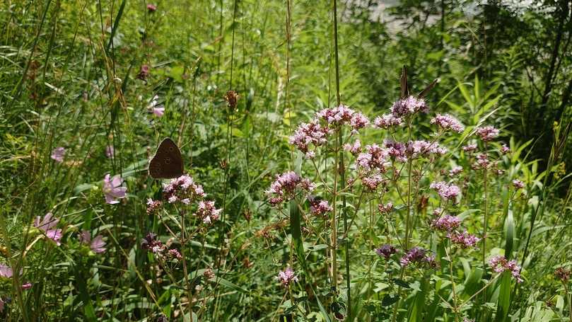 Origanum vulgare, eine beliebte Würzpflanze, die auch Schmetterlinge anzieht. | Foto: Staudengärtnerei Gaißmayer Origanum vulgare, eine beliebte Würzpflanze, die auch Schmetterlinge anzieht. | Foto: Staudengärtnerei Gaißmayer