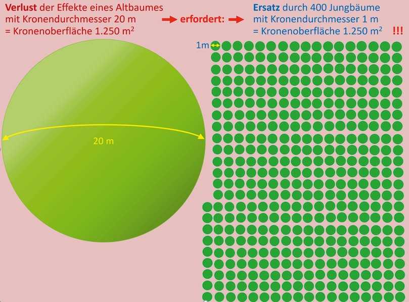 Abb. 1: Der Verlust eines Altbaumes mit 20 m Kronendurchmesser erfordert als Ersatz seiner Funktionen die Pflanzung von 400 Jungbäumen. | Foto: aus: Roloff 2024