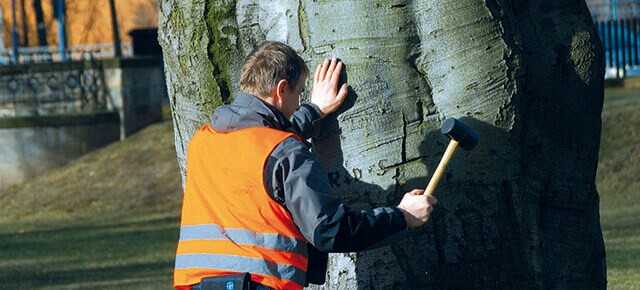 Bäume souverän kontrollieren und pflegen