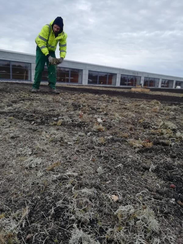 Auf abgegrenzten Bereichen wurde im Herbst Rechgut aus Sandtrockenrasen der Region, das auch Moose und Flechten enthielt, ausgebracht. | Foto: Daniel Jeschke, Hochschule Osnabrück