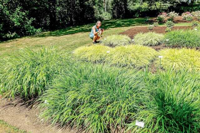 Ulrike Leyhe ermöglichte den Teilnehmern eine Pflanzenbonitur an Phlox und Hakonechloa.