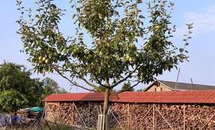 Jährlicher Erziehungsschnitt für junge Obstbäume