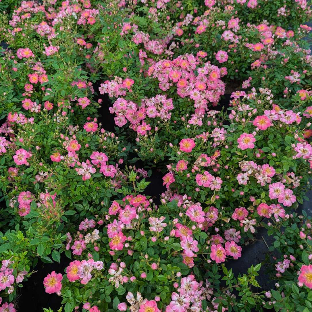 Robuste Rosen für nachhaltige öffentliche Räume