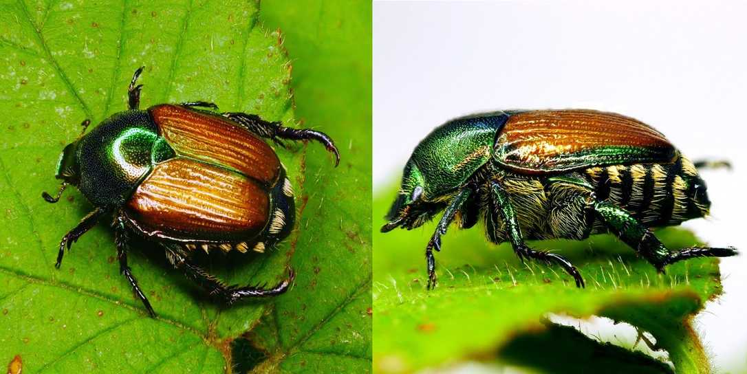 Japankäfer in Deutschland: Gefahr für Garten, Forst & Landwirtschaft