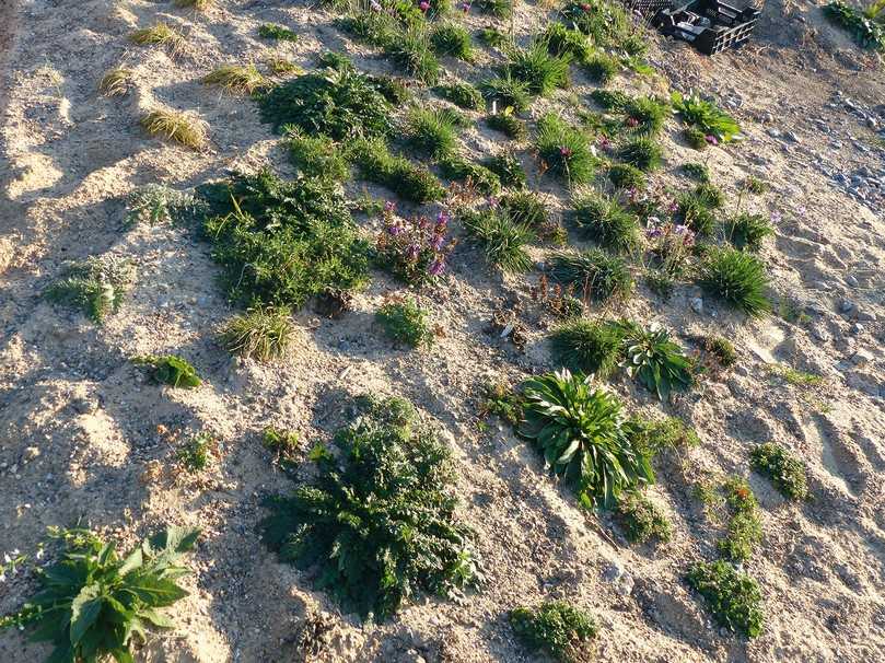 Die Verwendung von Sand-Mulch bei Staudenpflanzungen spart viel Wasser und reduziert Unkraut. | Foto: Staudengärtnerei Hofmann Die Verwendung von Sand-Mulch bei Staudenpflanzungen spart viel Wasser und reduziert Unkraut. | Foto: Staudengärtnerei Hofmann
