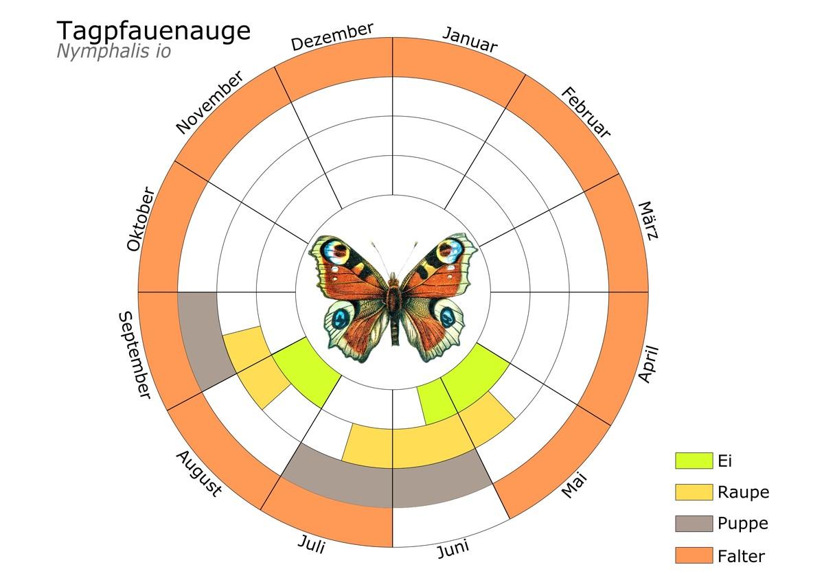 Phänogramm – Diagramm mit Entwicklungsstadien – des Tagpfauenauges. | Foto: Stiftung für Mensch und Umwelt/Dominik Jentzsch 