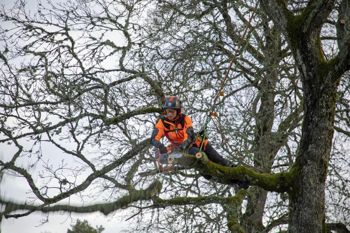 Äste und Baumteile fallen ohne kreischende Benzinmotoren.