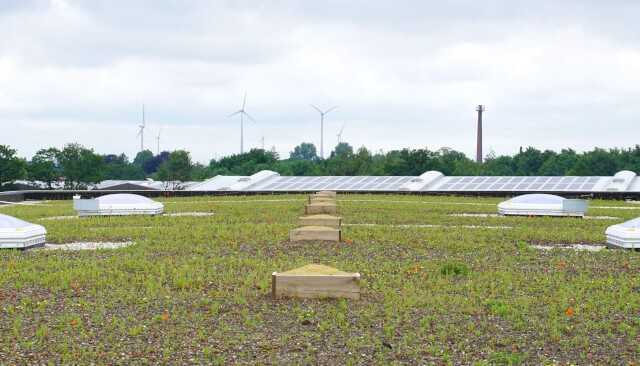 Mit dem Frühling beginnt die Vegetationsperiode und zartes Grün kommt zum Vorschein. | Foto: Daniel Jeschke, Hochschule Osnabrück