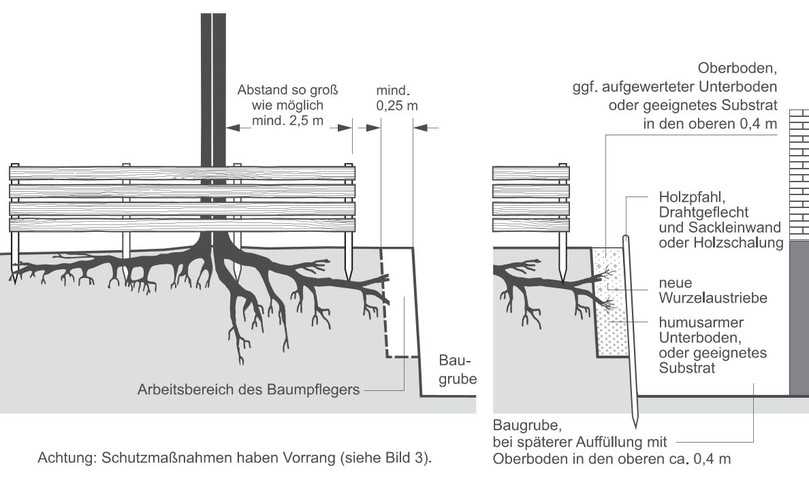 Abb. 5: Schadensminimierung durch Wurzelvorhang bei Abgrabung. | Foto: aus R SBB