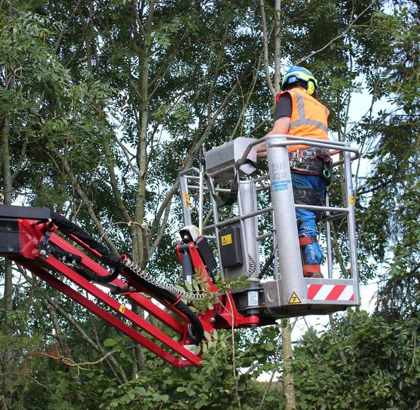 Effiziente Baumpflege: Arbeitsbühne spart Zeit und Kosten – ein Praxisbericht